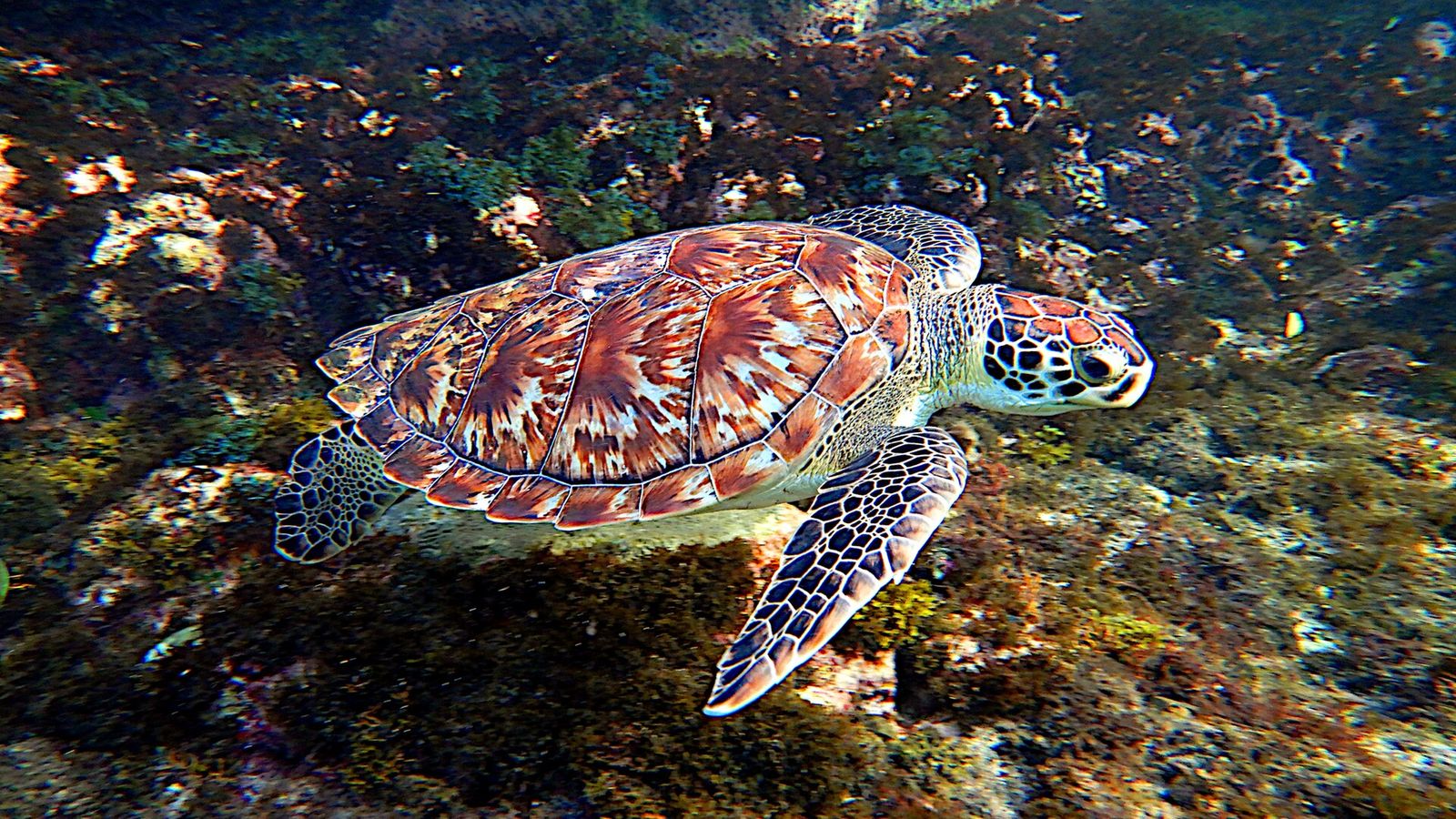 Sfeerfoto bij: Snorkelen met schildpadden op Curaçao: waar, wanneer en hoe
